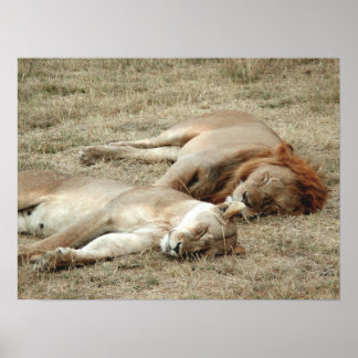 Poster de Leão e Lioness