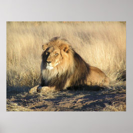 Poster de Leão Masculino