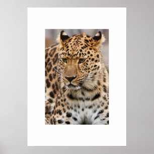 Poster de Leopardo