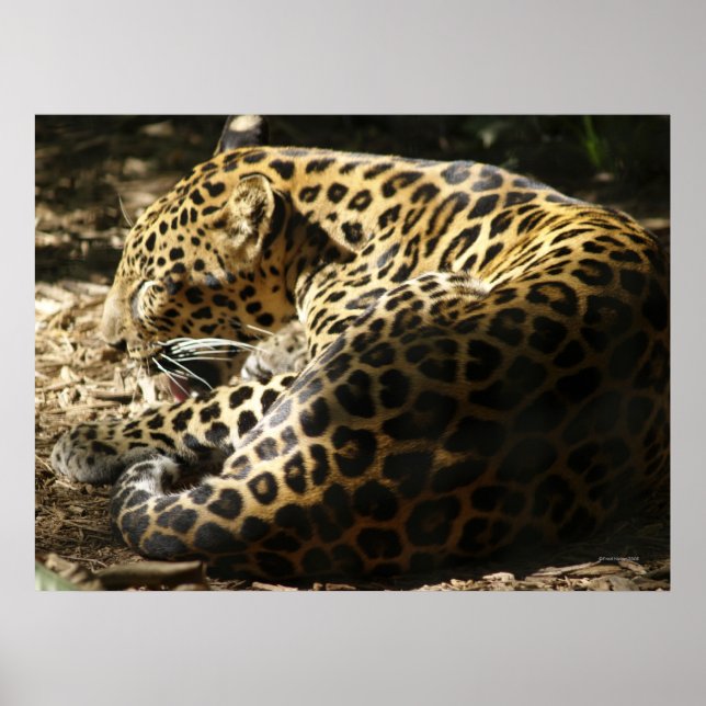 Poster de Leopardo (Frente)