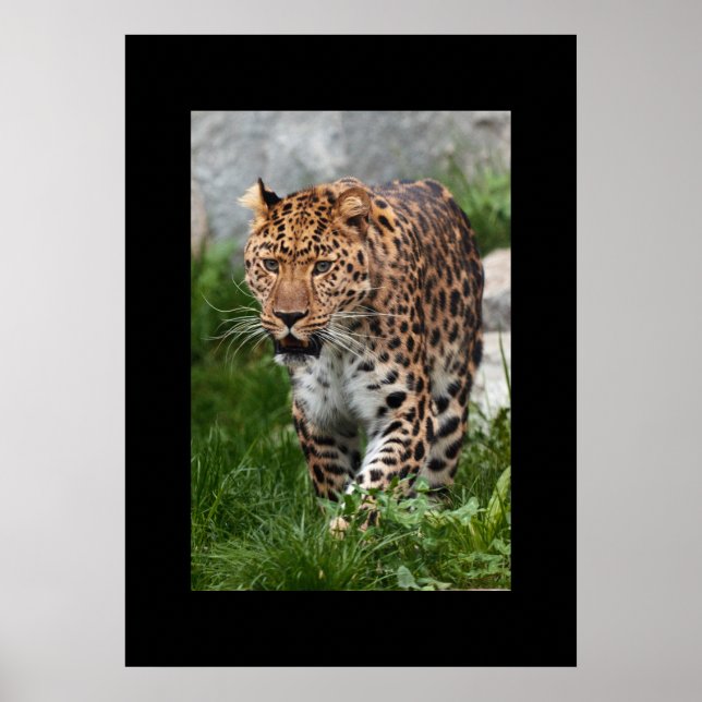 Poster de Leopardo (Frente)