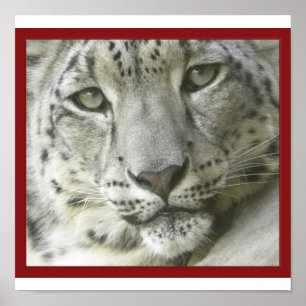 Poster de Leopardo de Neve
