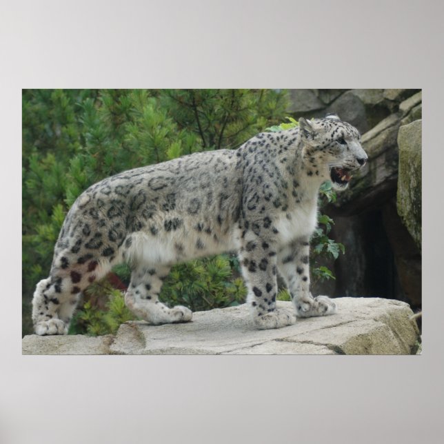 Poster de Leopardo de Neve 2 (Frente)