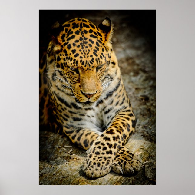 Poster de Leopardo em repouso (Frente)