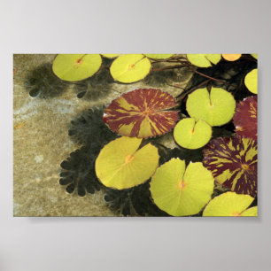 Poster de Lilypads