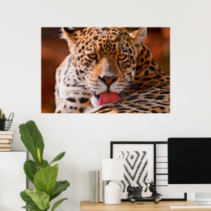 Poster de limpeza de leopardo