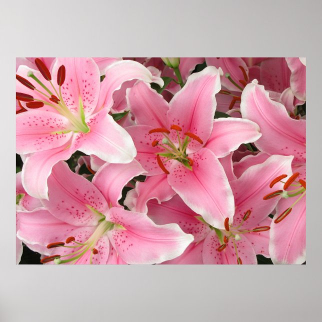 Poster de lírios (Frente)