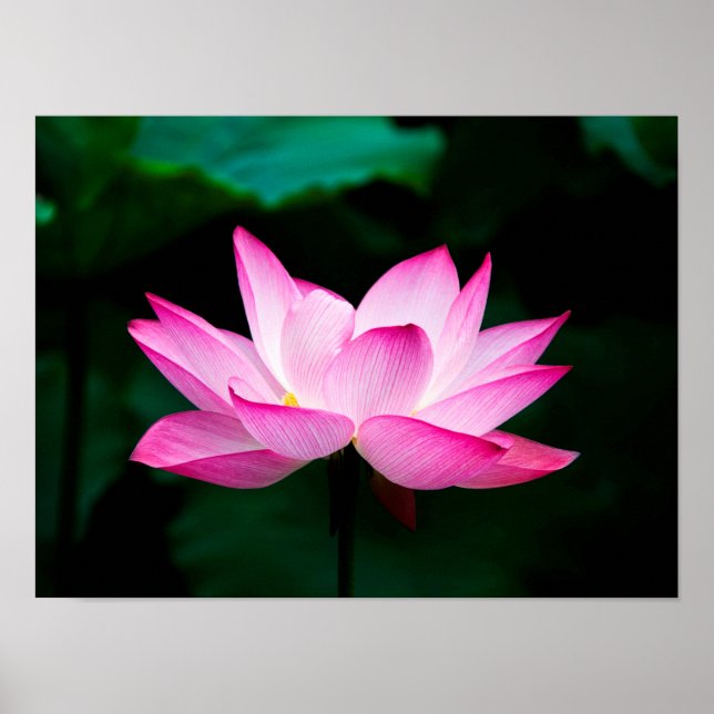 Poster de Lotus Rosa (Frente)