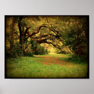 Poster de Lowcountry Live Oak