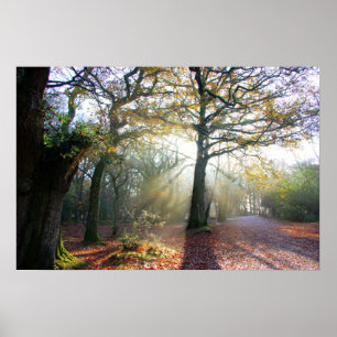 Poster de luz da floresta