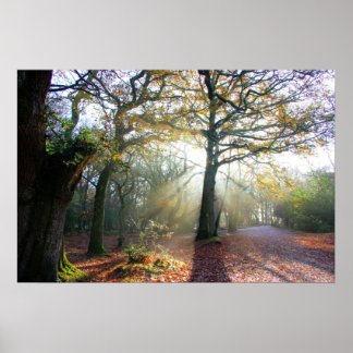 Poster de luz da floresta