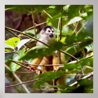 Poster de macaco de esquilo