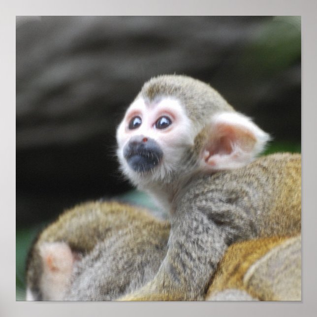 Poster de Macaco de Esquilo Adorável (Frente)