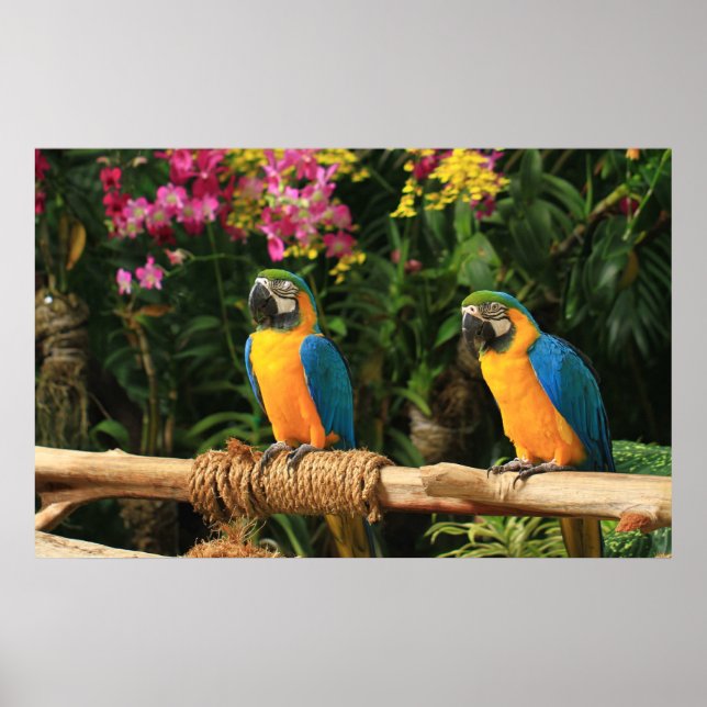 Poster de Macaw azul e amarelo (Frente)