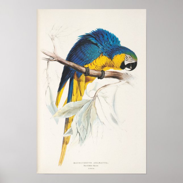 Poster de Macaw azul e amarelo (Frente)