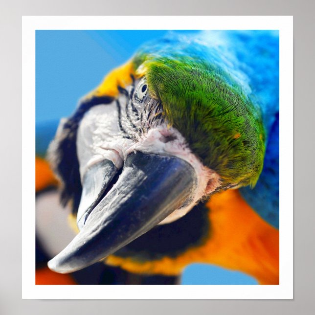 Poster de Macaw Colorida Curiosa (Frente)
