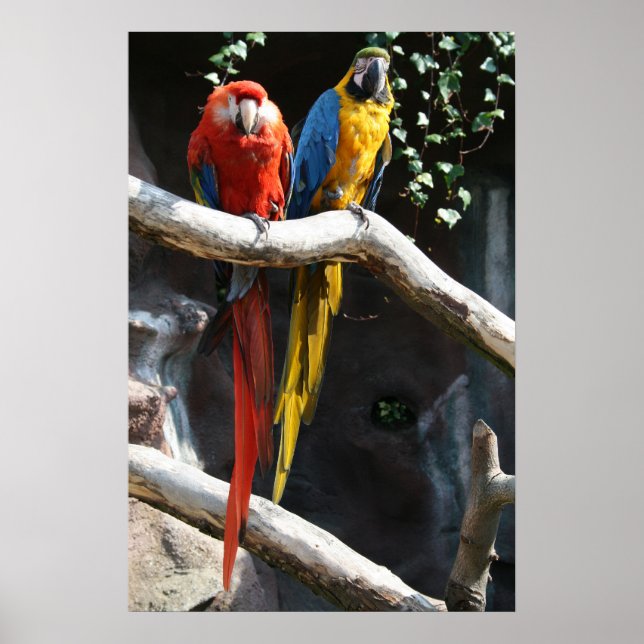 Poster de Macaws (Frente)