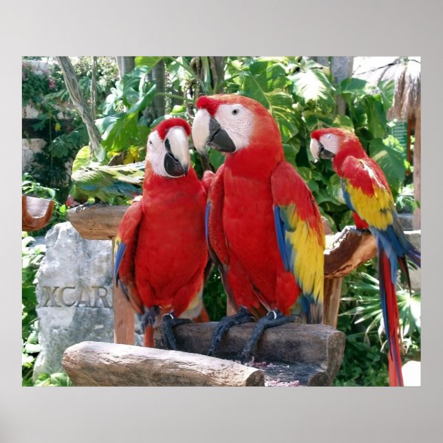 Poster de Macaws Escarlate (Frente)
