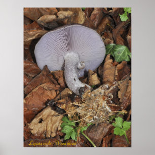 Poster de madeira do blewit