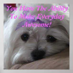 Poster de maltês - Capacidade-Cão