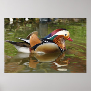 Poster de Mandarin Duck