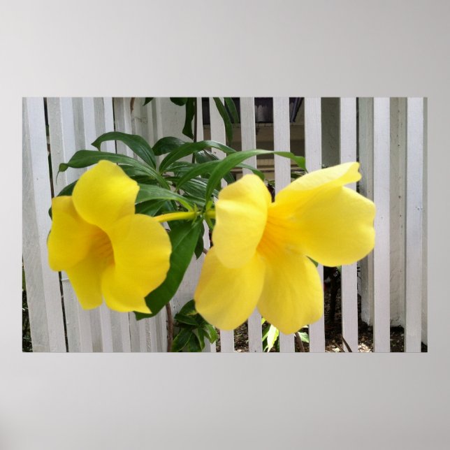 Poster de mandevilla amarelo (Frente)