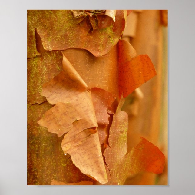 Poster de Mapeamento Paperbark (Frente)