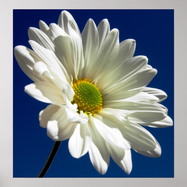 Poster de margarida quadrada (Frente)
