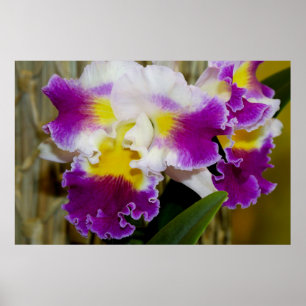 Poster de Maroon Amarelo e Orquídea Branca