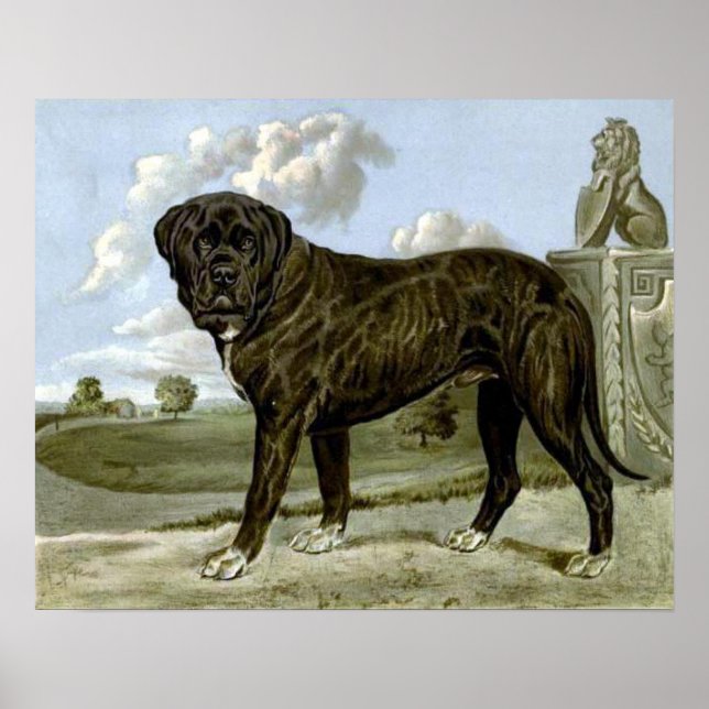 Poster de Mastiff em Inglês Negro (Frente)