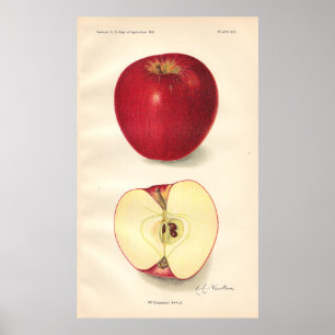 Poster de McCroskey Apple do vintage