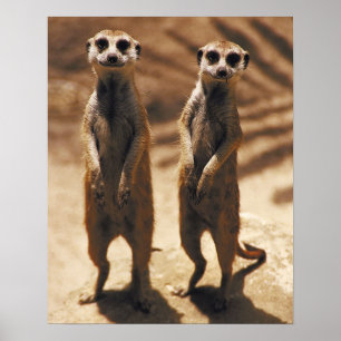 Poster de Meerkat