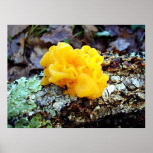 Poster de Mesenterica do Tremella dos fungos