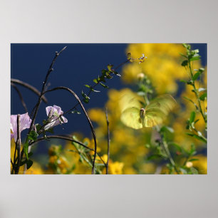 Poster de momento borboleta -36x24 -menor disponív
