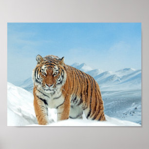 Poster de Montanhas de Tigre de Neve na Natureza d