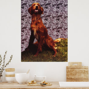 Poster de Muro de Concreto Irlandês Setter e Patt