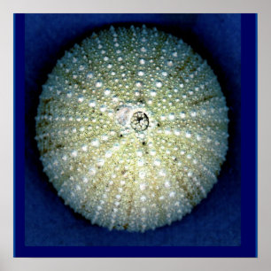 Poster de Muro de Urchin