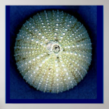 Poster de Muro de Urchin do Mar