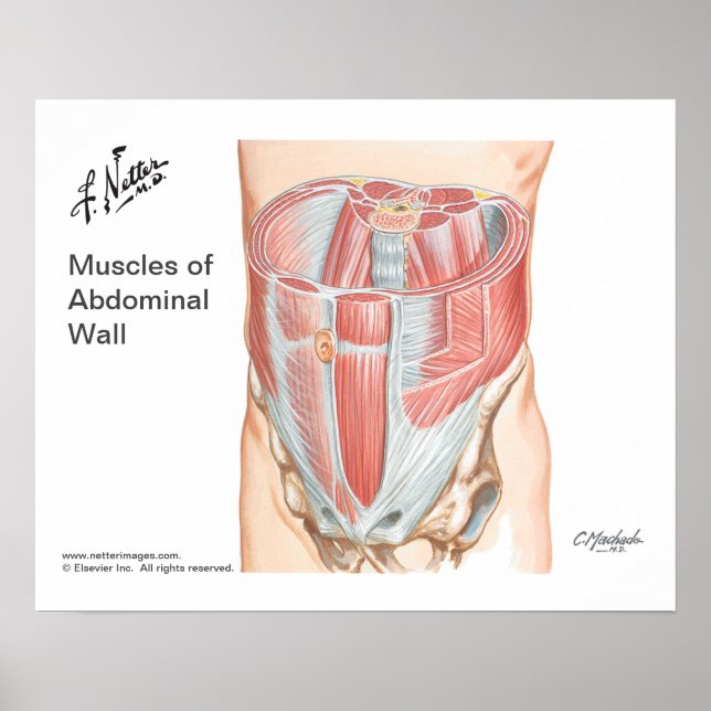 Poster de Músculos da Parede Abdominal Anterior (Frente)