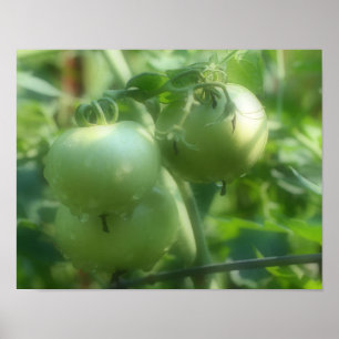 Poster de Natureza dos Tomates Verdes do Jardim