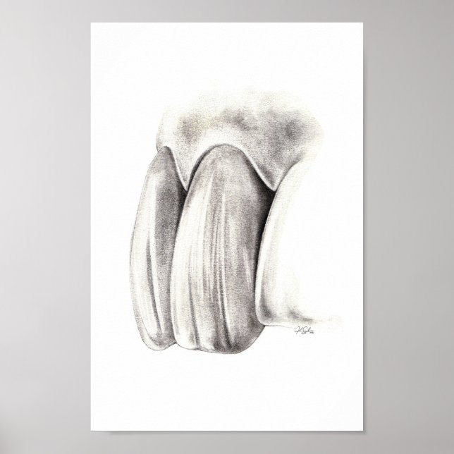 Poster de Odontologia Estética (Frente)