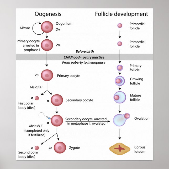 Poster de ogênese (Frente)