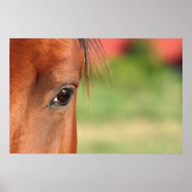 Poster de Olhos de Cavalo (Frente)