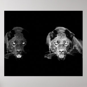 Poster de Olhos de Gato Negro Selvagem
