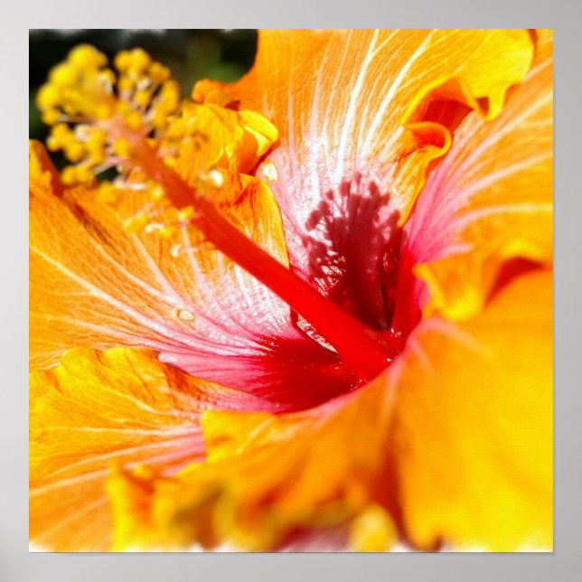Poster de Orange Hibiscus (Frente)