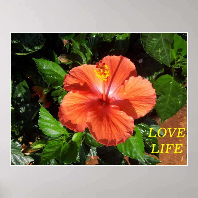 Poster de Orange Hibiscus (Frente)