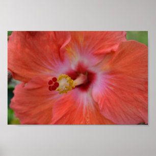 Poster de Orange Hibiscus