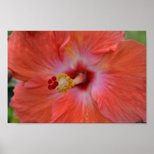 Poster de Orange Hibiscus (Frente)