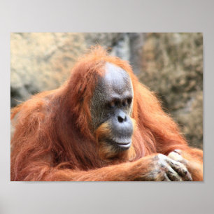 poster de Orangutan