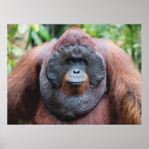 poster de Orangutan